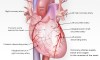 Taşikardi Çeşitleri nelerdir? – What isTachycardia Types?