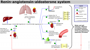 Renin-angiotensin-aldosterone_systemRenin-angiotensin-aldosterone_system-www.hamilyon.com