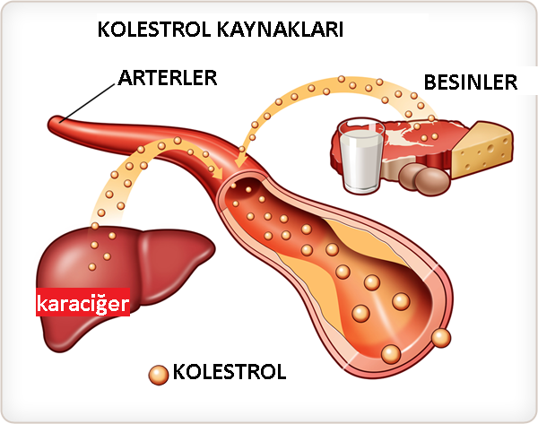 Kolestrol düşürücü kalp ilaçları nelerdir? what is Cholesterol-lowering medications for heart?
